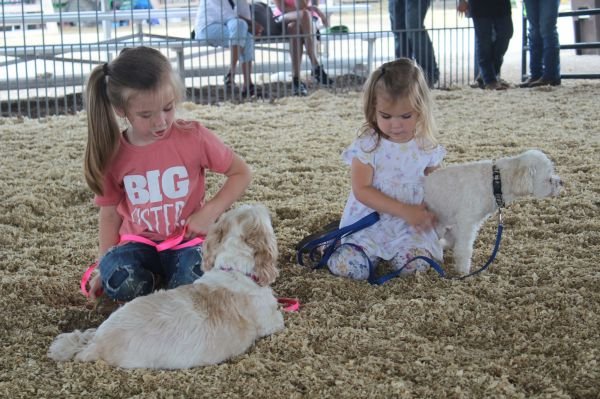 Pet Parade4