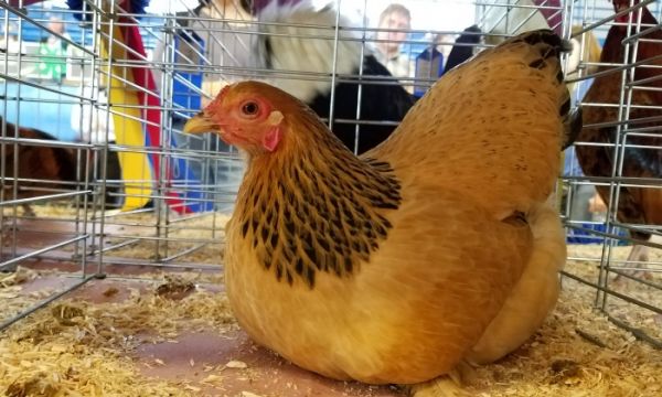 chicken