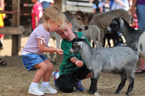 Petting Zoo