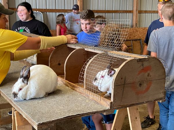 Rabbits1