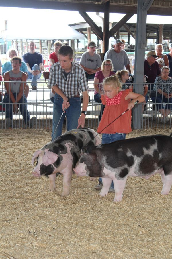 Swine1